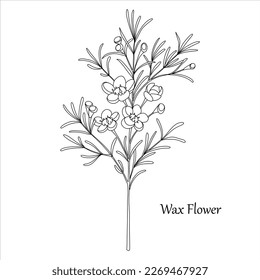 Hand drawn black wax flower. Chamaelaucium flower, beautiful element for banners, invitation, greeting cards, flyers.