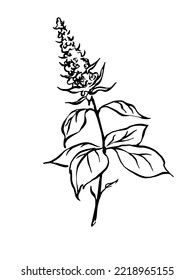 Hand drawn black and white botanical illustration of mint branch, leaves and bloom. Doodle style vector drawing. Design element for organic herbs, tea and oil package.