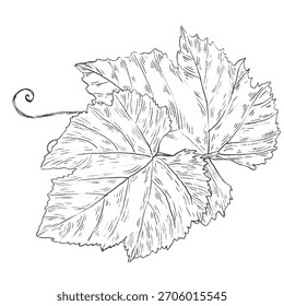 Dibujado a mano rama blanca y negra de vid de uva con hojas detalladas, Ilustración vectorial aislada sobre fondo blanco. Brunch de uva parte de la planta de vid en blanco y negro