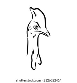 Hand drawn black and white Cassowary isolated on white background. Vector illustration in retro style.