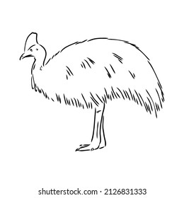 Hand drawn black and white Cassowary isolated on white background. Vector illustration in retro style.