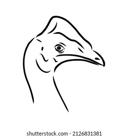 Hand drawn black and white Cassowary isolated on white background. Vector illustration in retro style.