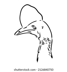 Hand drawn black and white Cassowary isolated on white background. Vector illustration in retro style.