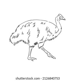 Hand drawn black and white Cassowary isolated on white background. Vector illustration in retro style.