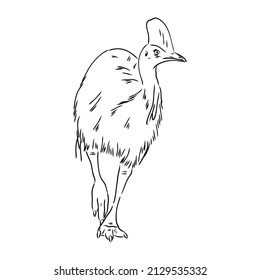 Hand drawn black and white Cassowary isolated on white background. Vector illustration in retro style.