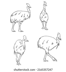 Hand drawn black and white Cassowary isolated on white background. Vector illustration in retro style.