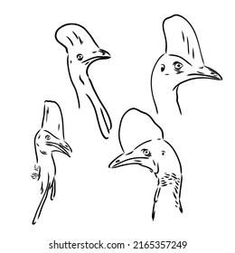 Hand drawn black and white Cassowary isolated on white background. Vector illustration in retro style.