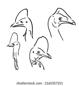 Hand drawn black and white Cassowary isolated on white background. Vector illustration in retro style.