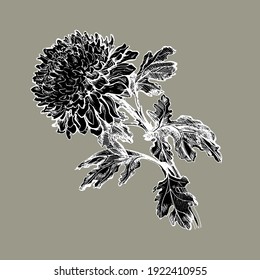 Silueta de cierre de color blanco y negro dibujada a mano de flor de crisantemo, tallo y hojas aisladas en gris. Ilustración monocroma vectorial. Elemento de diseño para la tarjeta de saludo dibujada a mano, cartel.