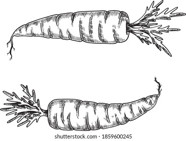 Hand drawn black and white crosshatch vector illustration of two carrots. No background.