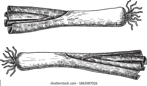 Hand drawn black and white crosshatch vector illustration of two leek. No background.