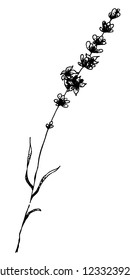 Hand drawn black white decorative design illustration of Lavender. Vector. Tattoo.