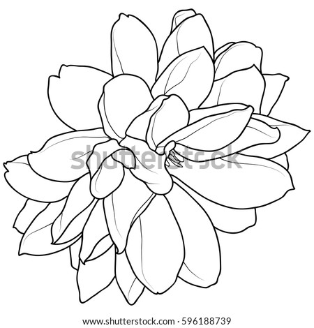 Hand Drawn Black White Flower Outline Stock Vector (Royalty Free