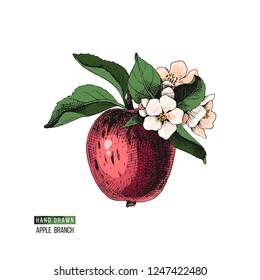 Hand drawn black and white flowering apple branch. Vector illustration