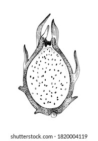 Metade preta e branca desenhada à mão de pitaya. Frutas de dragão exóticas esboçadas. Ilustração vetorial