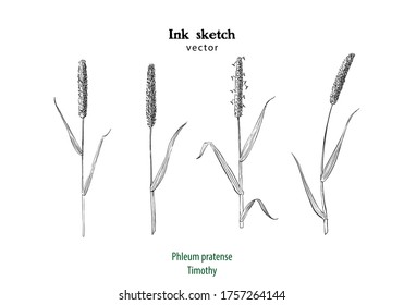 Hand drawn black and white illustration of Timothy grass, or Cat tail grass, Phleum pratense. Set with plant sprigs.