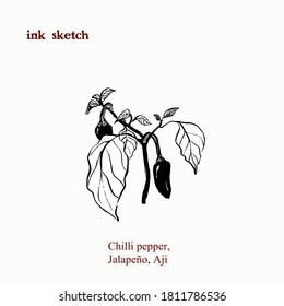 Hand drawn black and white illustration of hot chilli pepper plant with fruit, stem, and leaves. Vintage style.
