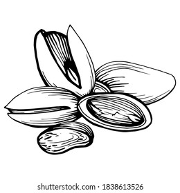 Hand drawn black and white illustration of pistachio and half pistachio in shell. Two nuts logo. Handwritten graphic technique. Health products. Nuts shop.