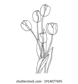 Hand drawn black and white illustration of tulips flowers on a white background. Blooming spring flowers
