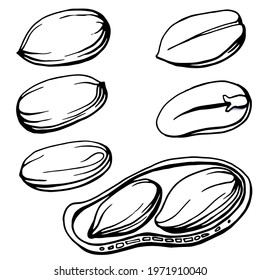 Hand drawn black and white illustration of a 
peanut in shell and peeled nuts. 
Allergic reaction to peanuts (to nuts). Handwritten graphic technique