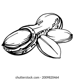 Hand drawn  black and white illustration of a 
peanut in shell and peeled nuts. 
Allergic reaction to peanuts (to nuts). Handwritten graphic technique