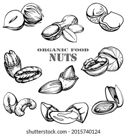 Hand drawn black and white illustration nuts logo of pecan, peanut, brazil nut, macadamia, almond, walnut, hazelnut, pistachio, cashew nuts. Health products. Nuts shop. Handwritten graphic technique.