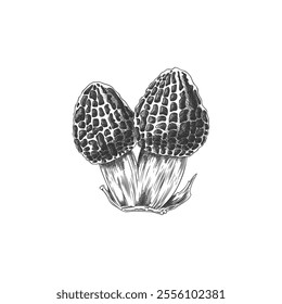 Hand drawn black and white illustration of a morel mushroom outline sketch. Double edible morel mushroom on isolated background. Engraved style. Icon for design.