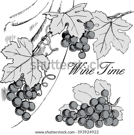 Hand drawn black and white illustration of grape branches with bunches of grapes and leaves. 