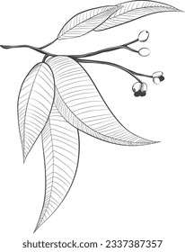 Logo de eucaliptos aislados en blanco y negro dibujado a mano. Hojas de monograma que dibujan elementos botánicos floreciendo. Símbolos rústicos de moda para la invitación de la boda elegante de la vegetación salvo la tarjeta de fecha