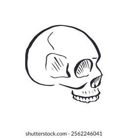 Hand drawn black and white line art human skull isolated on white background. Monochrome doodle skeleton head tattoo design