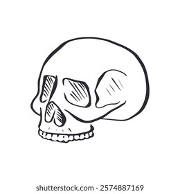 Hand drawn black and white line art human skull isolated on white background. Monochrome doodle skeleton head tattoo design