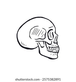 Hand drawn black and white line art human skull isolated on white background. Monochrome skeleton head design