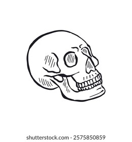 Hand drawn black and white line art human skull isolated on white background. Monochrome skeleton head design