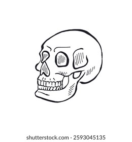 Hand drawn black and white line art human skull isolated on white background. Monochrome skeleton head design