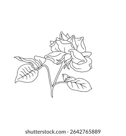 Hand drawn black and white line art rose flower with leaves isolated on white background. romantic botanical vector illustration