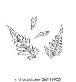Hand drawn black and white line art fern leaves set. Botanical monochrome vector illustration of forest plant