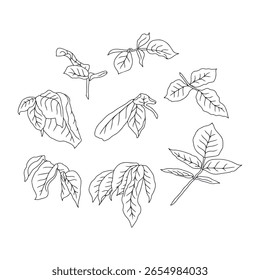 Dibujado a mano blanco y negro línea arte rosa hojas conjunto aislado Clip arte. Antiguas follaje botánico Paquete Ilustración vectorial