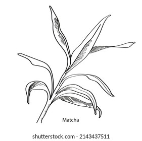 Hand Drawn Black And White Matcha Plant