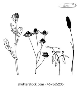 hand drawn black and white minimalist sketches of field grass and flowers isolated on white background