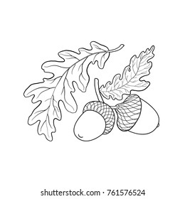 Hand drawn black and white oak leaf, branch and acorn, sketch style vector illustration isolated on white background. Hand drawn, drawing of oak leaf, branch and acorn