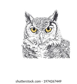 hand drawn black and white owl portrait