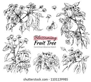 Hand drawn black and white pear tree branch with leaves and flowers. Vector botanical illustration, beautiful and tender spring fruit tree blossoming sketch. 
