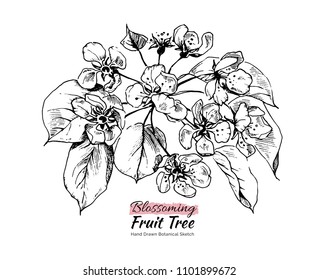 Hand drawn black and white pear tree branch with leaves and flowers. Vector botanical illustration, beautiful and tender spring fruit tree blossoming sketch. 