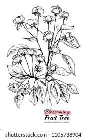 Hand drawn black and white pear tree branch with leaves and flowers. Vector botanical illustration, beautiful and tender spring fruit tree blossoming sketch. 
