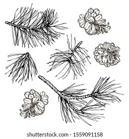 Hand drawn black and white pine branch and cone set in vector