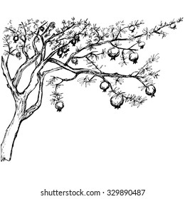 Hand drawn black and white pomegranate tree