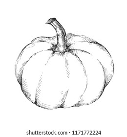 Hand drawn black and white pumpkin isolated on white background. Detailed template for your design. Engraved style vector illustration.