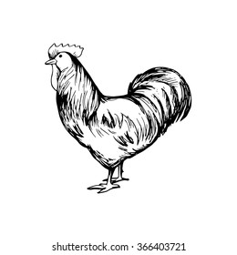 Hand drawn black and white rooster