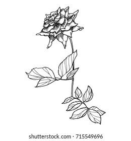 Hand drawn black and white rose in vintage engraved style. Vector illustration.