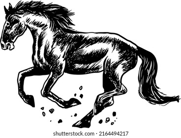 hand drawn black and white, running, standing horse in sketch, vector stallion illustration